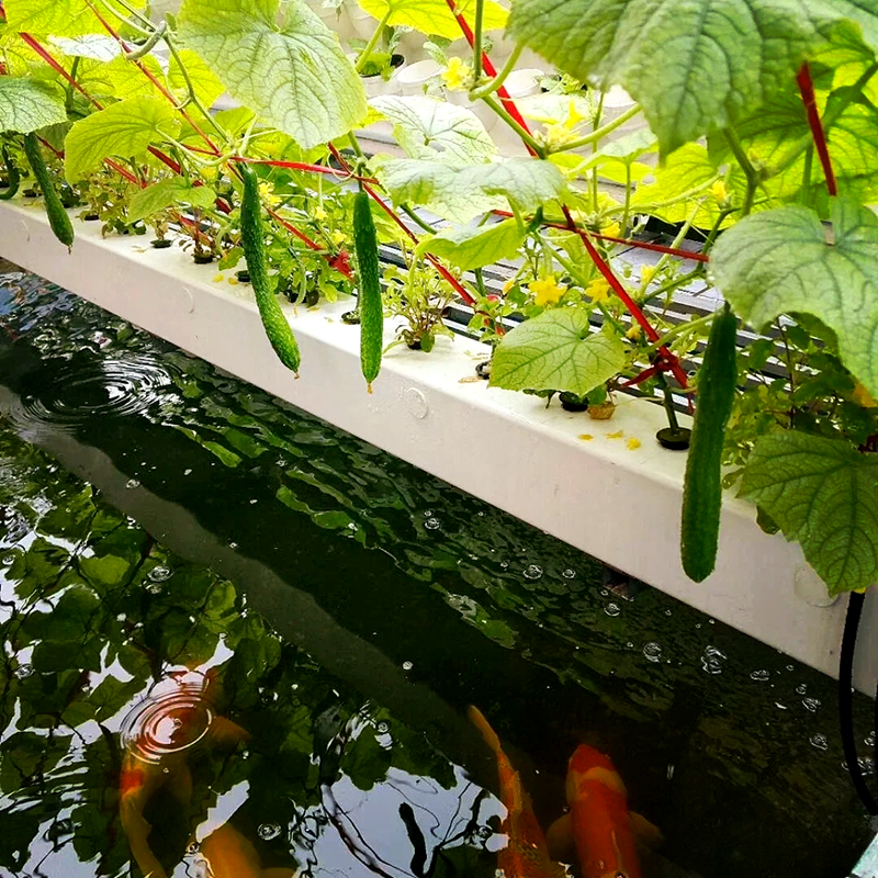 白银市空中草莓鱼菜共生 - 排名