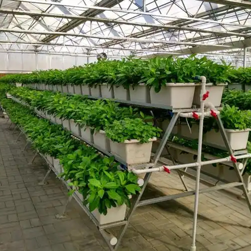 白银市植物工厂水培 - 厂家